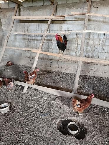 Животные: Продаю | Куры | Домашняя | Несушки — 5