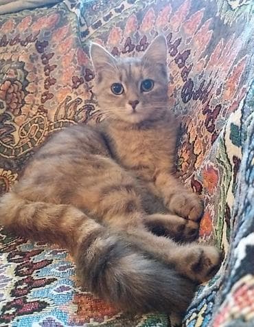 американская вислоухая кошка: Беспородная, 2 года, Девочка — 1