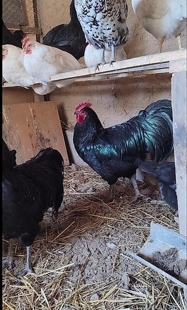 ит жалал абад: Сатам | Тооктор | Бройлер | Көбөйтүү үчүн — 3