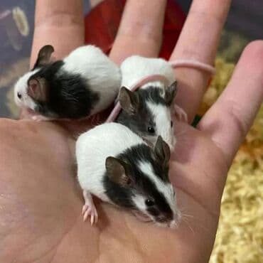 сколько стоит маленький хомячок: Продаются хомячки джунгарские, сирийские, ангорские пушистые хомячки — 5
