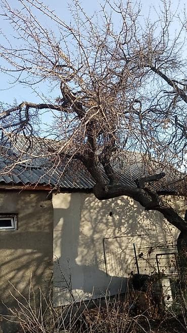 услуги по уборке: Пилю деревья цена индивидуально! Пилю дровабревна 1500 - с/куб — 7