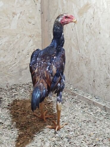 Птицы: Дакан жожо короздор сатылат активный алмашу жолдору бар адрес Бишкек — 5