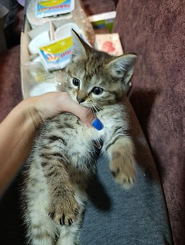 бенгальский кот: Беспородная, 2 месяца, Мальчик, Приучена к лотку — 2