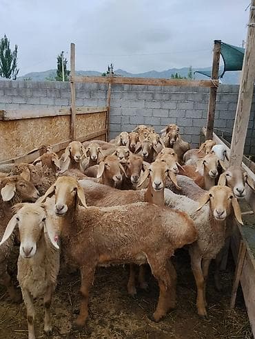 джерси гигант яйца: Продаю | Овца (самка) | Арашан | Для разведения | Ярка — 3