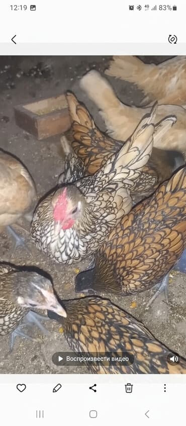 вислоухие котята бишкек цена: Продаю | Куры | Для разведения — 1