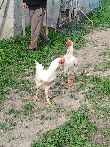 шамо: Продаю | Куры | Бойцовая, Дакан | Для разведения, Для боев — 4