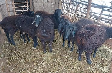 бенгальская кошка окрасы: Продаю | Овца (самка) | Для разведения | Матка — 3