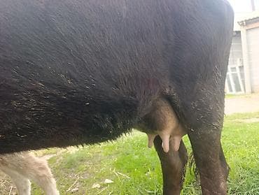 молочный телята: Продаю | Корова (самка) | Для молока | Привязанные — 2