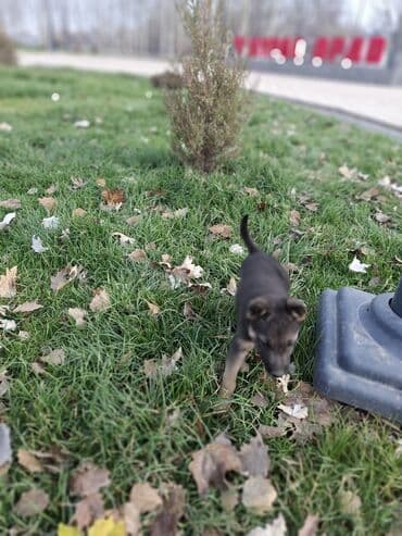куплю кавказскую овчарку: Бельгийская овчарка, 3 месяца, Самец, С прививкой — 2
