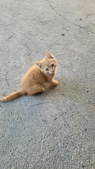 котёнок токмок: 2 месяца, Мальчик — 6