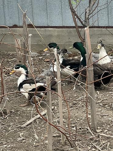 рыба купить: 6 уток — 4