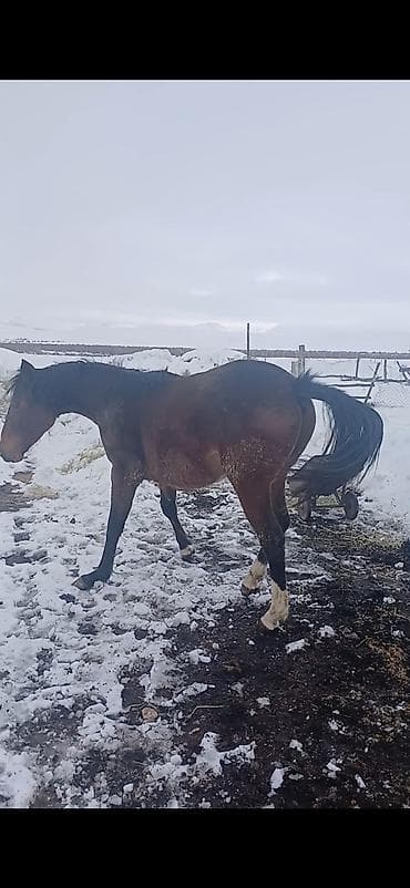 А/ч жаныбарларын сатам: Сатам | Байтал | Ат спорту | Асыл тукумдуу — 5