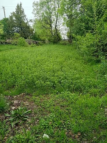 Кыймылсыз мүлк: 5 соток, Айыл чарба үчүн — 1