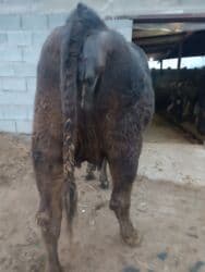 объявления о найденных животных: Продаю | Корова (самка) | Алатауская, Швицкая | Для разведения, Для молока | Племенные, Стельные, Искусственник — 1