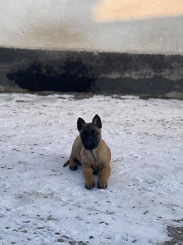 боксер собака купить: Бельгийская овчарка, 3 месяца, Самец, С прививкой — 5