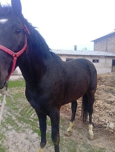 ош мака: Продаю | Жеребец | Полукровка, Дончак | Для разведения, Конный спорт | Племенные, Осеменитель — 2