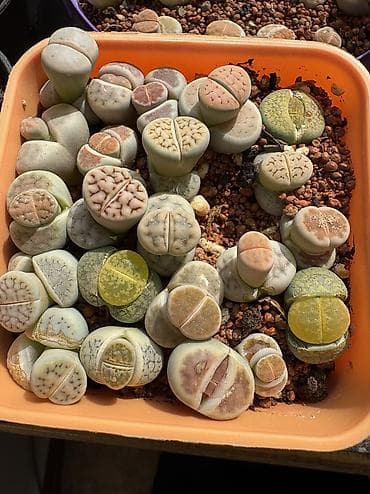 продаю птиц: Продаю суккуленты — 7