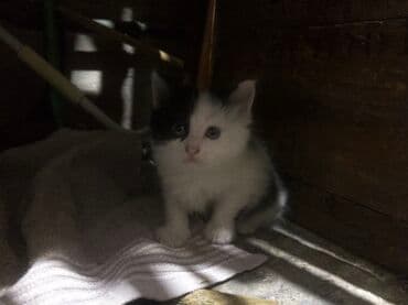 новорожденные котята: Беспородная, 1 месяц, Мальчик, Биколор, Приучена к лотку — 4