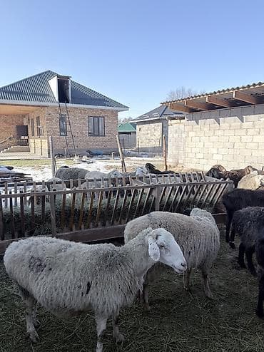 кара балта тук: Продаю | Овца (самка) | Для разведения — 2