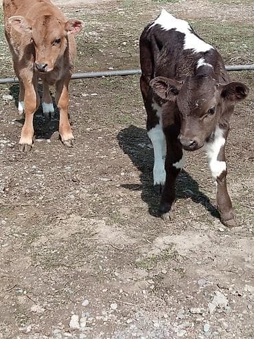 Лошади, кони: Продаю | Музоо, торпок | Полукровка | На откорм | Искусственник — 4