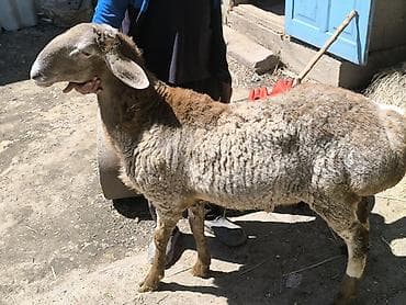 гигант кролик: Продаю | Баран (самец) | Арашан | Для разведения — 4