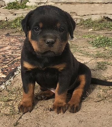 cane corso: Ротвейлер, 1 месяц, Самец, С прививкой — 3