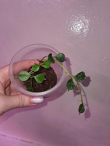 Комнатные растения: Хойи
Цены 200, 300, 400 сом — 6