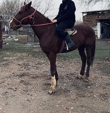 Үй жаныбарлары: Сатам | Жылкы (эркек) | Аргын | Ат спорту | Асыл тукумдуу — 1