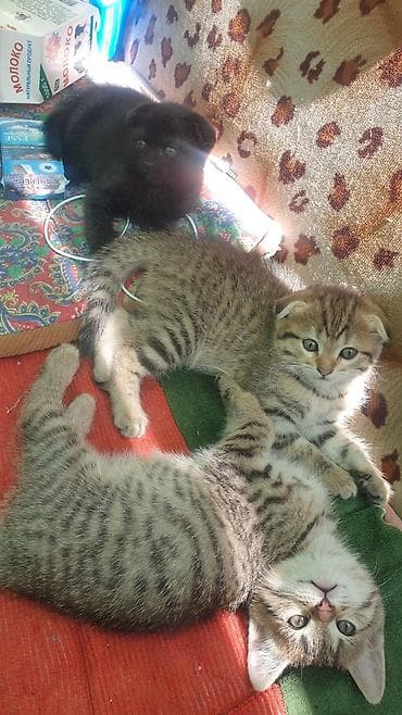 Мышыктар сатылат: Котята с вислоухими ушками от домашней кошки-скоттиш (на фото с — 9