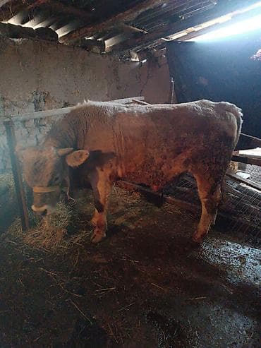 быки бука: Продаю | Бык (самец) | Швицкая — 3