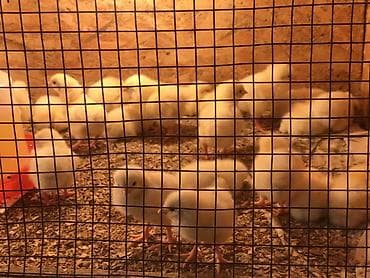 коты каракол: Сатам | Балапандар | Бройлер | Союуга — 4