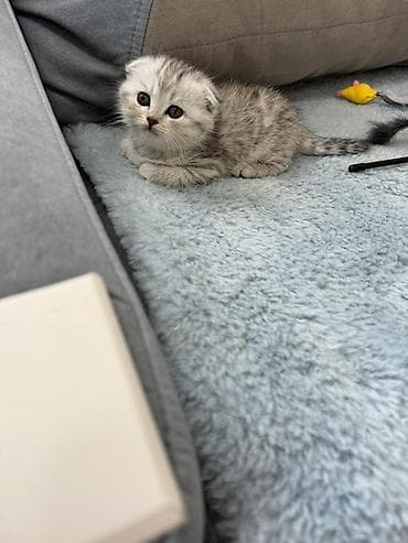 кошка шотландская цена: Скотиш Фолд (Шотландская вислоухая), 1 месяц, Девочка, Приучена к лотку — 2