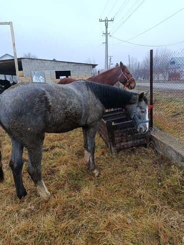 Грызуны: Продаю | Кобыла (самка) | Полукровка | Для разведения — 4