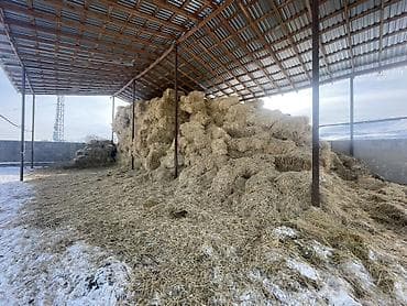 Саман .Салома