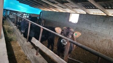 Уйлар, букалар: Сатам | Бука (эркек), Кунаажын — 3