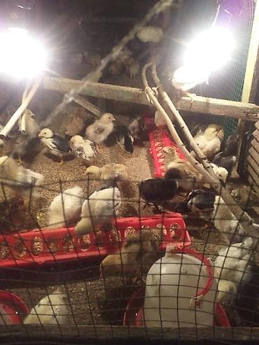 нисушка куры: Продаю | Куры | Несушки — 6