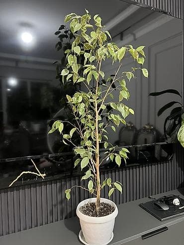 пести: Фикус Бенджамина в напольных кашпо - Два взрослых деревца в отдельных — 7