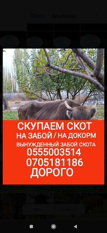 Куплю | Коровы, быки, Лошади, кони, Другие с/х животные | Круглосуточно, Любое состояние, Забитый at lalafo.kg Куплю | Коровы, быки, Лошади, кони, Другие с/х животные | Круглосуточно, Любое состояние, Забитый