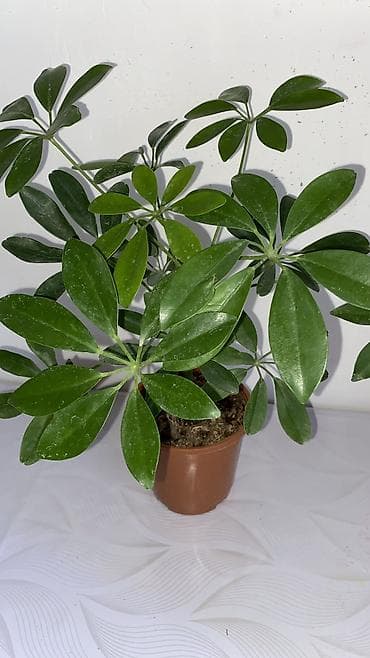 эластика: Комнатные растения в горшках: 1) Фикус эластика (Rubber Plant) - — 5