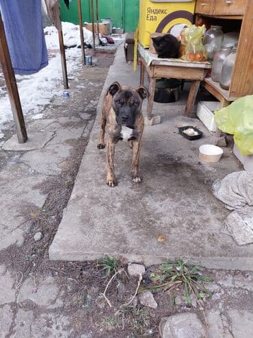 Ковролин: Питбуль, 5 айлык, Эркек, Эмделген — 1