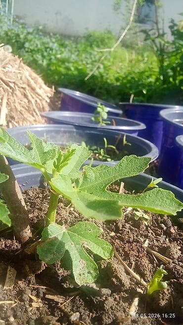 семена перес: Саженцы инжира (Ficus carica) - Вид: листопадный плодовый — 1