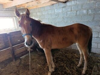 срочно продаю в связи с переездом: Продаю | Жеребец | Для разведения, Конный спорт — 4