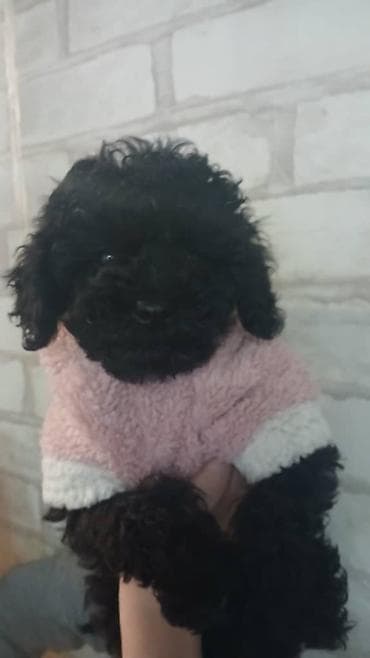 московский той терьер: Пудель, 2 месяца, Самка, С прививкой — 1