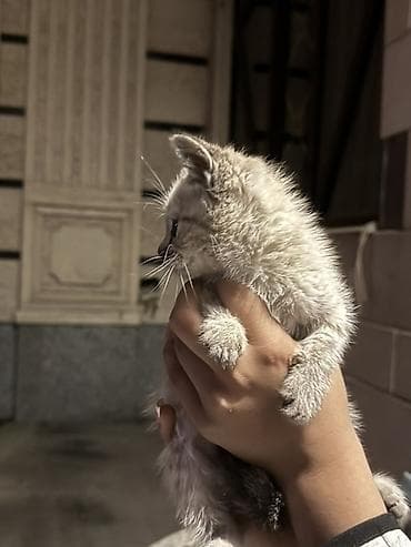 барханный кот: Котёнок, окраска серо-песочная с лёгким тигровым рисунком. Большие — 2