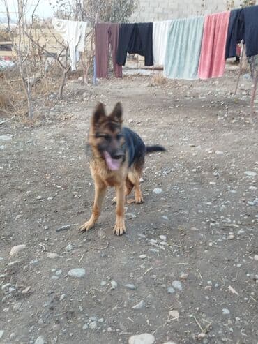 боп ит купить в бишкеке: Немецкая овчарка, молодая активная собака классического чепрачного — 3
