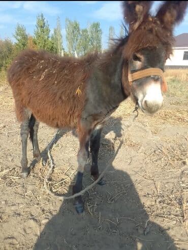 где можно купить йоркширского терьера: Ушул Кодик сатылат обычный чалбагыла иштебейт ватсап ка чалгыла адрес — 1