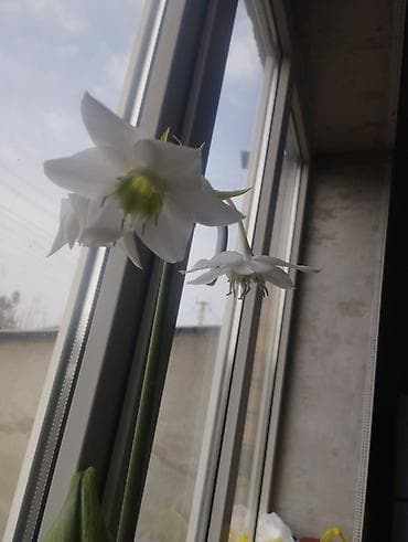 букет пионы: Эухарис (амазонская лилия) в декоративном пластиковом кашпо. - Белые — 6