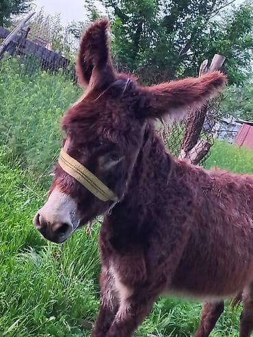Осёл (домашний), небольшой рост. - Масть: тёмно-каштановая, пушистая