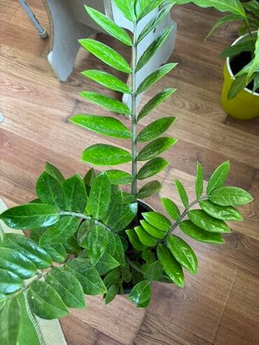 растения для аквариума: Комнатные растения в горшках 1) Пилея пеперомиевидная (Pilea — 6