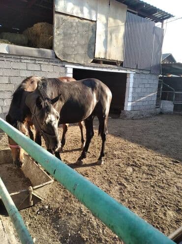 породистые кошки в добрые руки: Продаю | Жеребец | Для разведения, Конный спорт | Племенные — 4